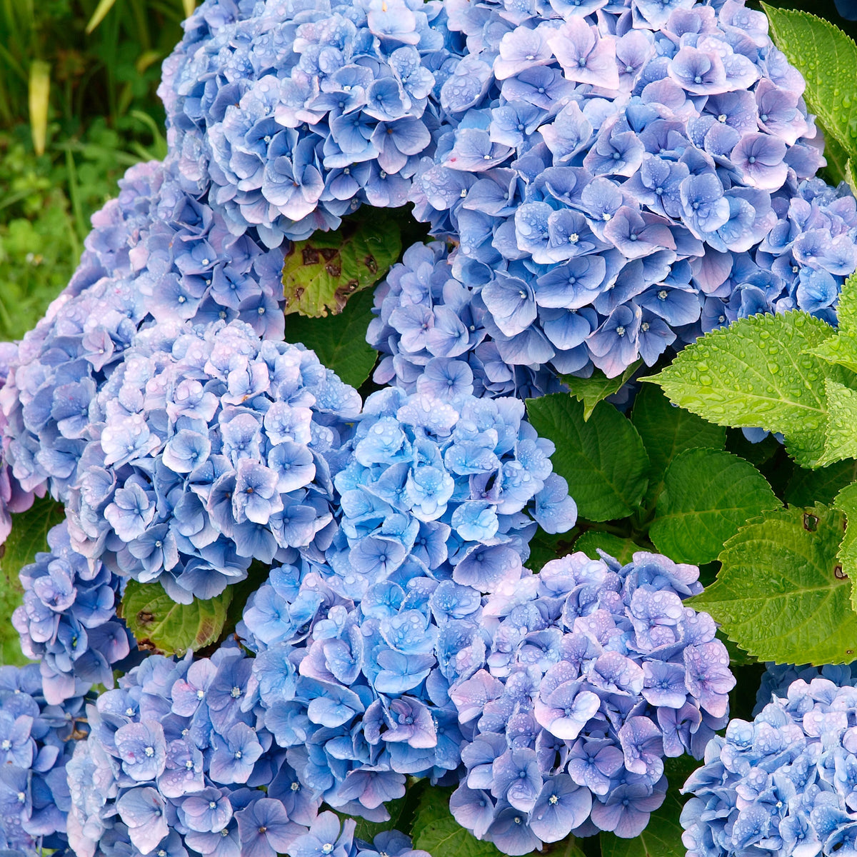 Hydrangea macrophylla - Hortensia bleu - Hortensia macrophylla