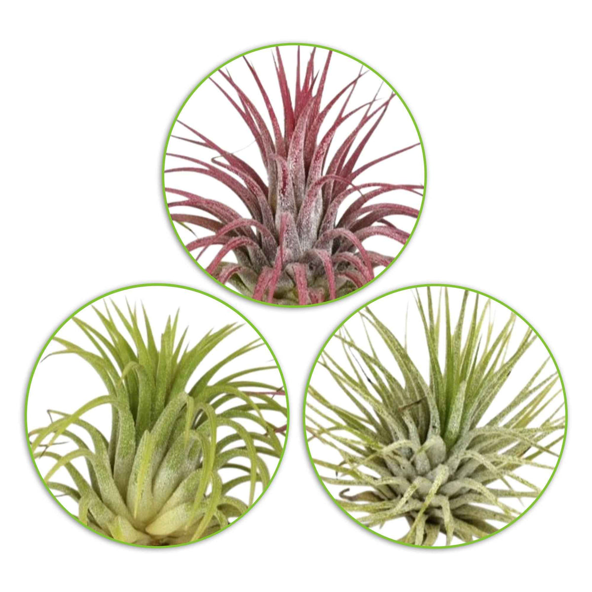 3 Tillandsias en mélange - Tillandsia - Bakker