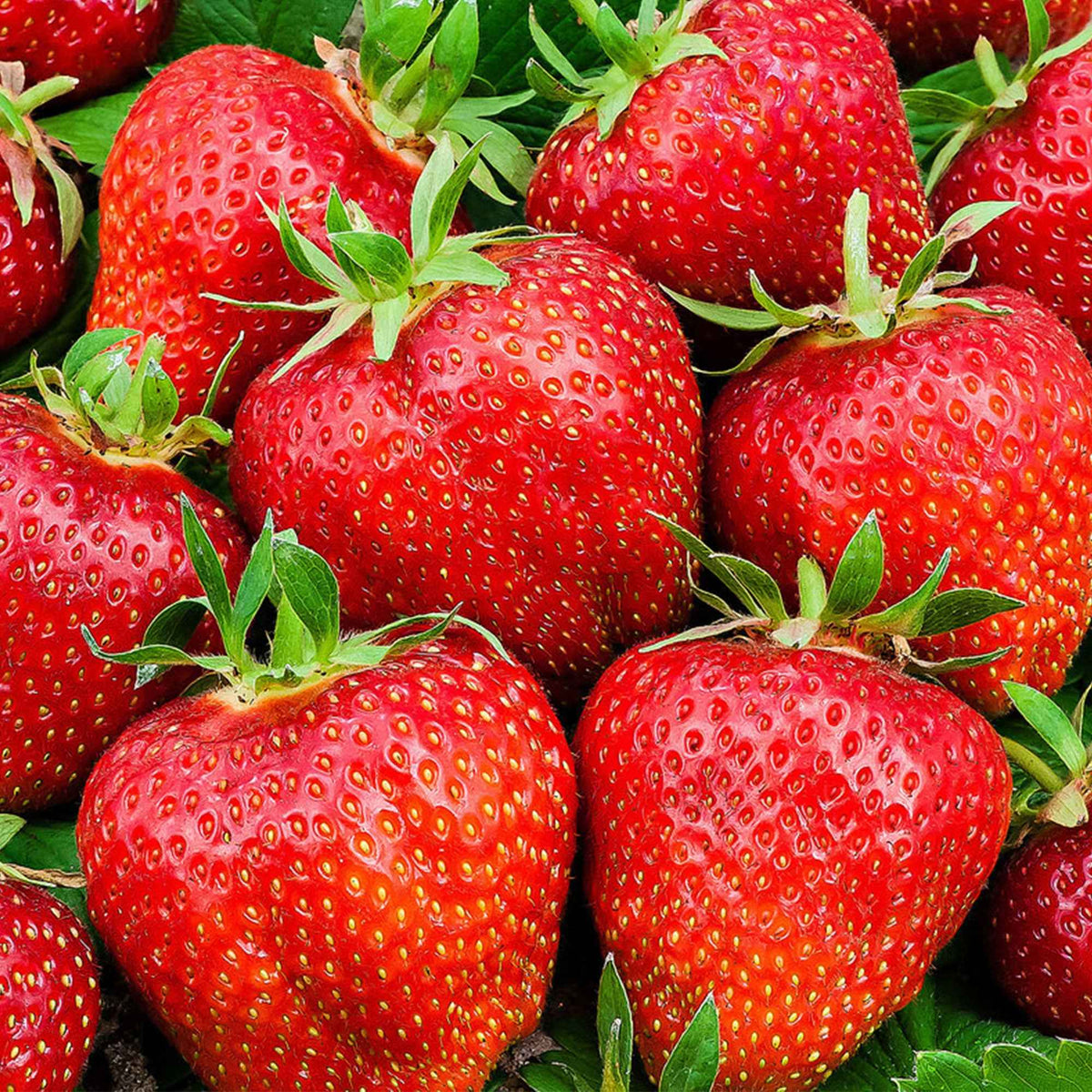 3 Fraisiers Summer Breeze - Fragaria summer breeze® rose - Bakker
