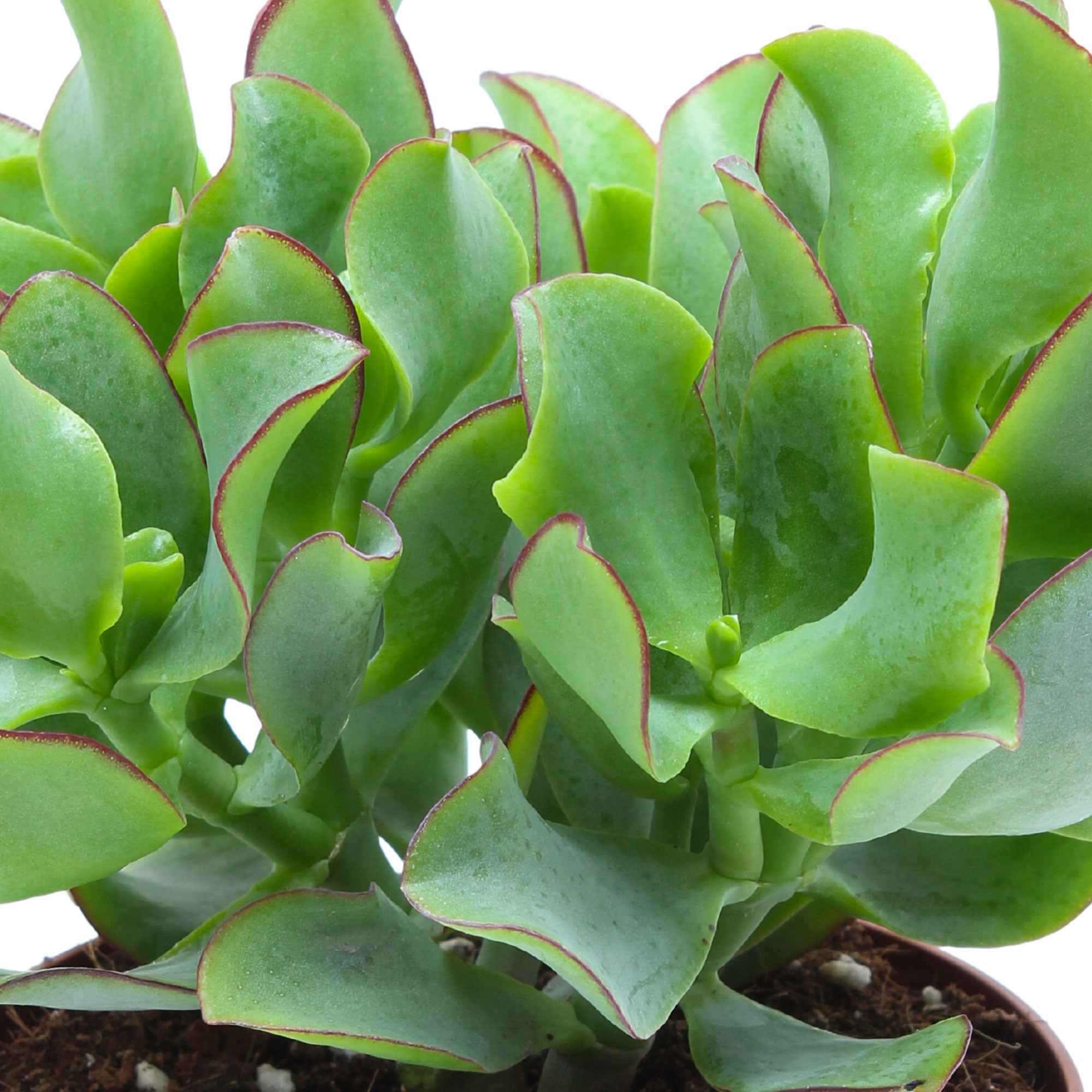 Crassula Ovata: Plante d'intérieur facile à entretenir – La Green