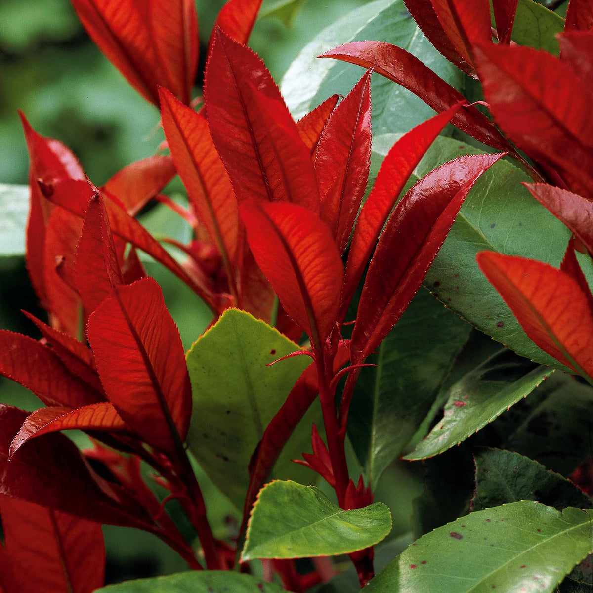 Photinia 'Red Robin' - Photinia fraseri Red Robin - Bakker