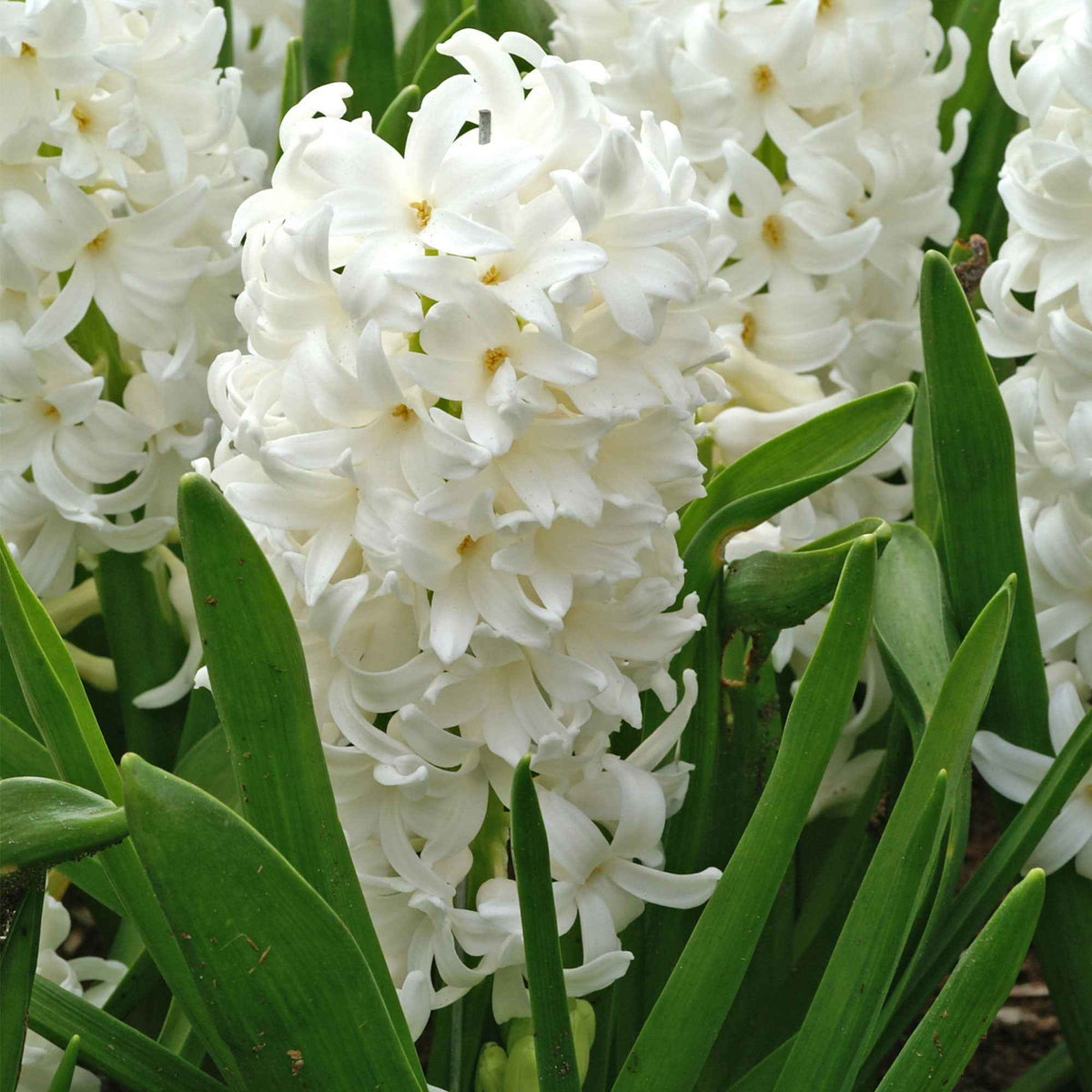 6 Jacinthes Carnegie blanche - Bakker