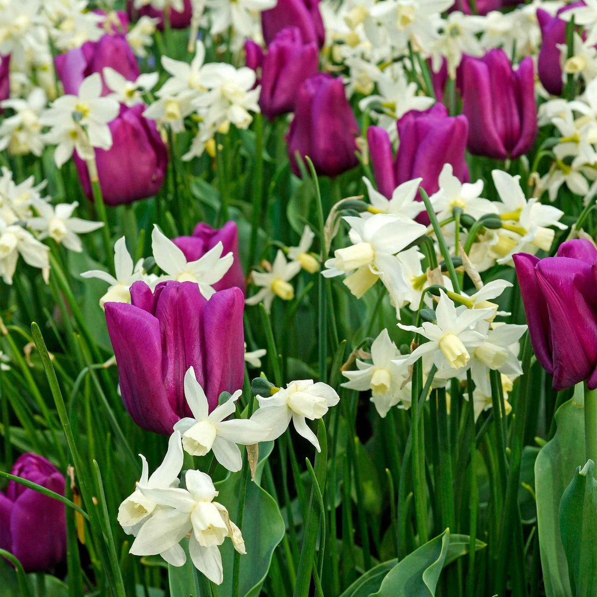 7 Narcisses Thalia - Narcissus triandrus Thalia - Bakker