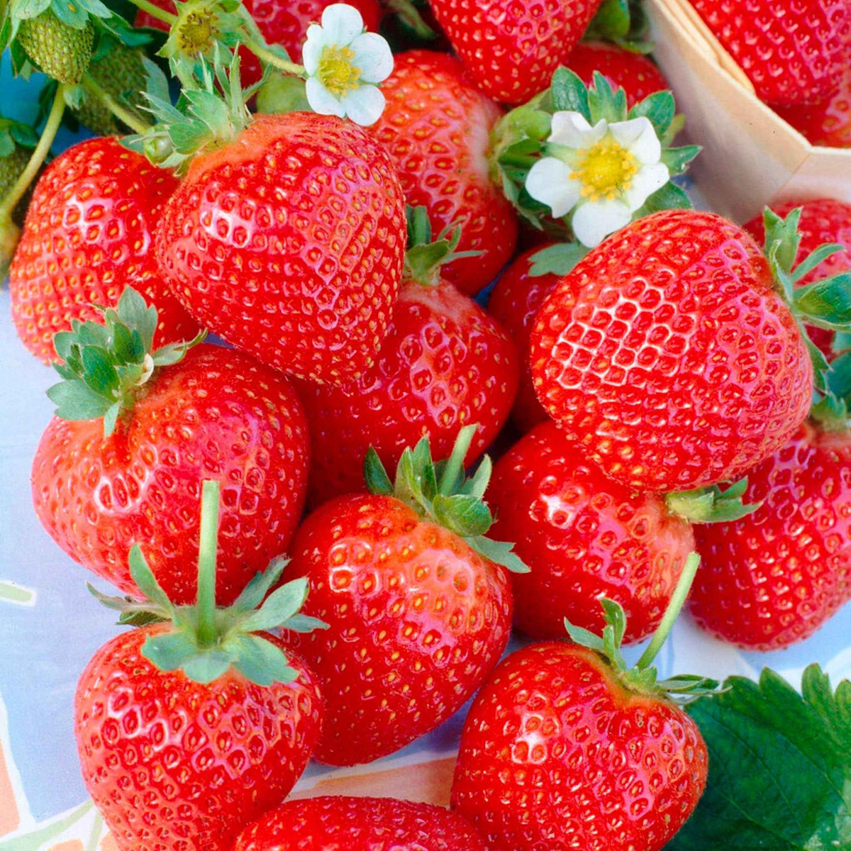 Collection de 60 fraisiers à récoltes échelonnées - Bakker