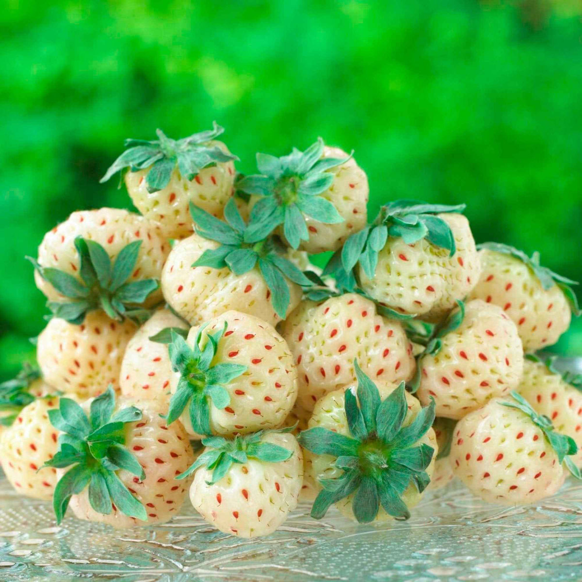 Vente Collection de 4 fraisiers originaux - Fragaria pineberry ® framberry ®