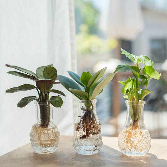 3x Mélange à découper 'Berlin' en verre - Hydroponique - Cadeaux Saint Valentin