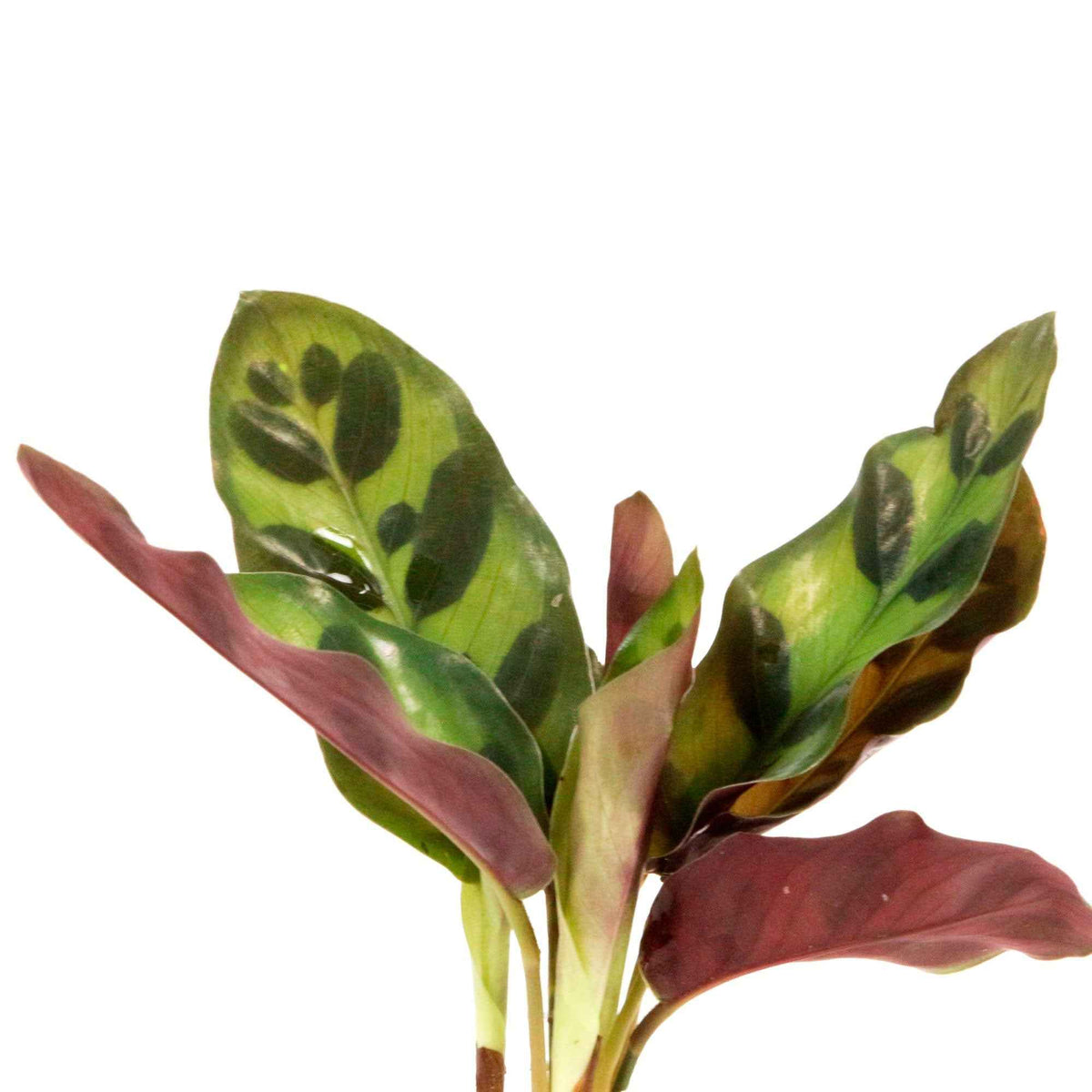 Calathea Insignis et son vase - Calathea insignis - Bakker