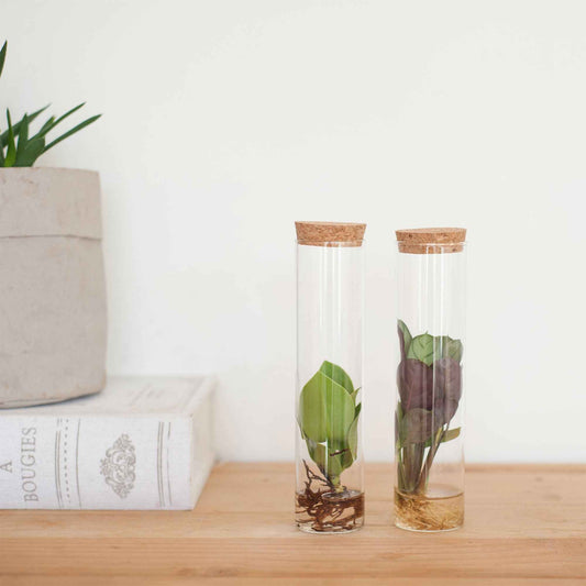 Collection de 2 plantes hydroponiques et ses tubes en verre - Bakker
