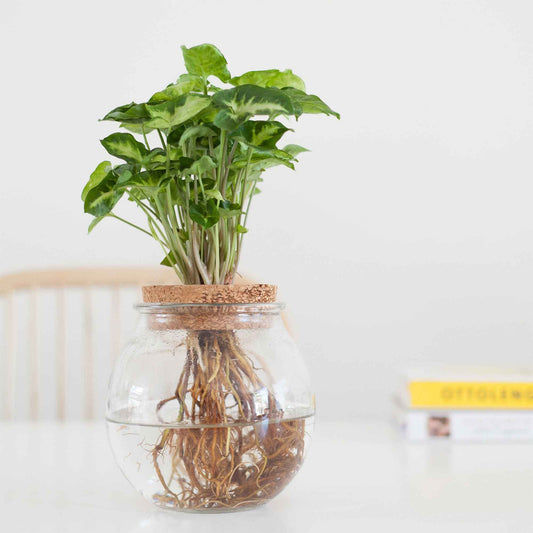 Syngonium et son ampoule vase - Bakker