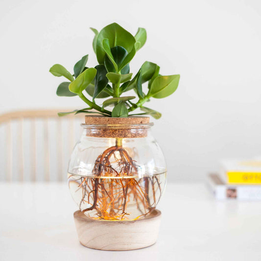 Clusia Met et son ampoule vase avec LED - Bakker