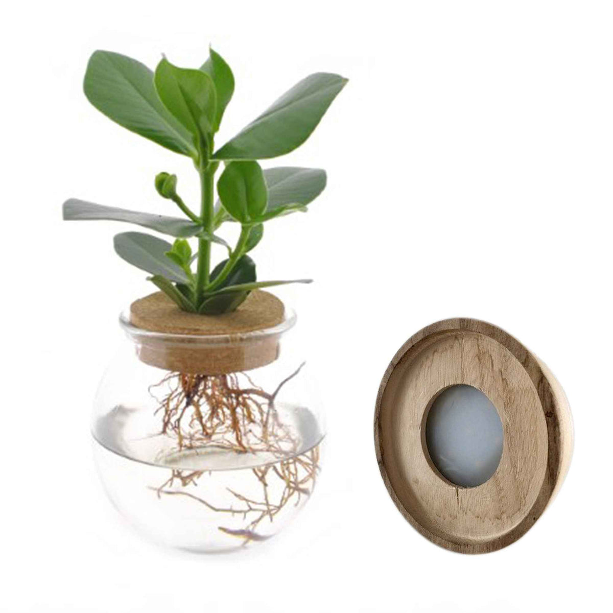 Clusia - Clusia Met et son ampoule vase avec LED - Plantes hydroponiques