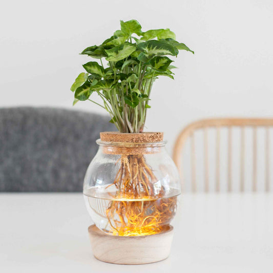 Syngonium et son ampoule vase avec LED - Bakker