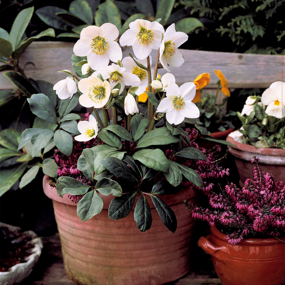 Hellébore 'Christmas Carol' - Helleborus niger - Bakker
