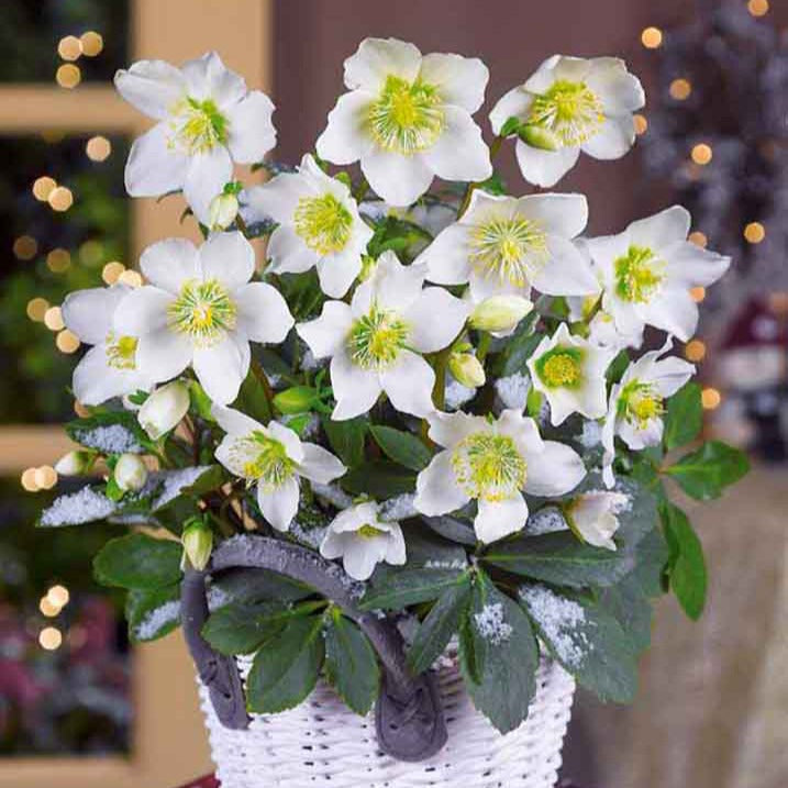 Hellébore - Rose de Noël - Hellébore 'Christmas Carol' - Helleborus niger