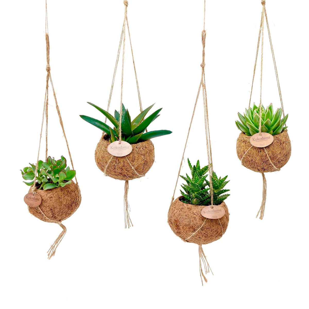 Collection de 4 succulentes et ses pots en fibre de noix de coco - Bakker