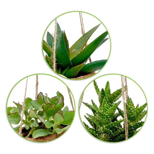 Collection de 4 succulentes et ses pots en fibre de noix de coco - Bakker
