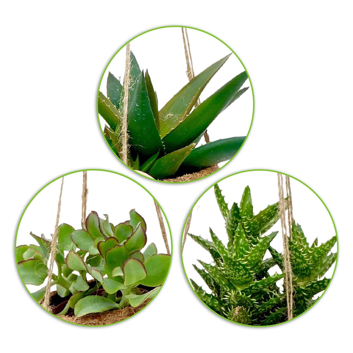 Collection de 4 succulentes et ses pots en fibre de noix de coco - Kokodama Succulentmix - Bakker