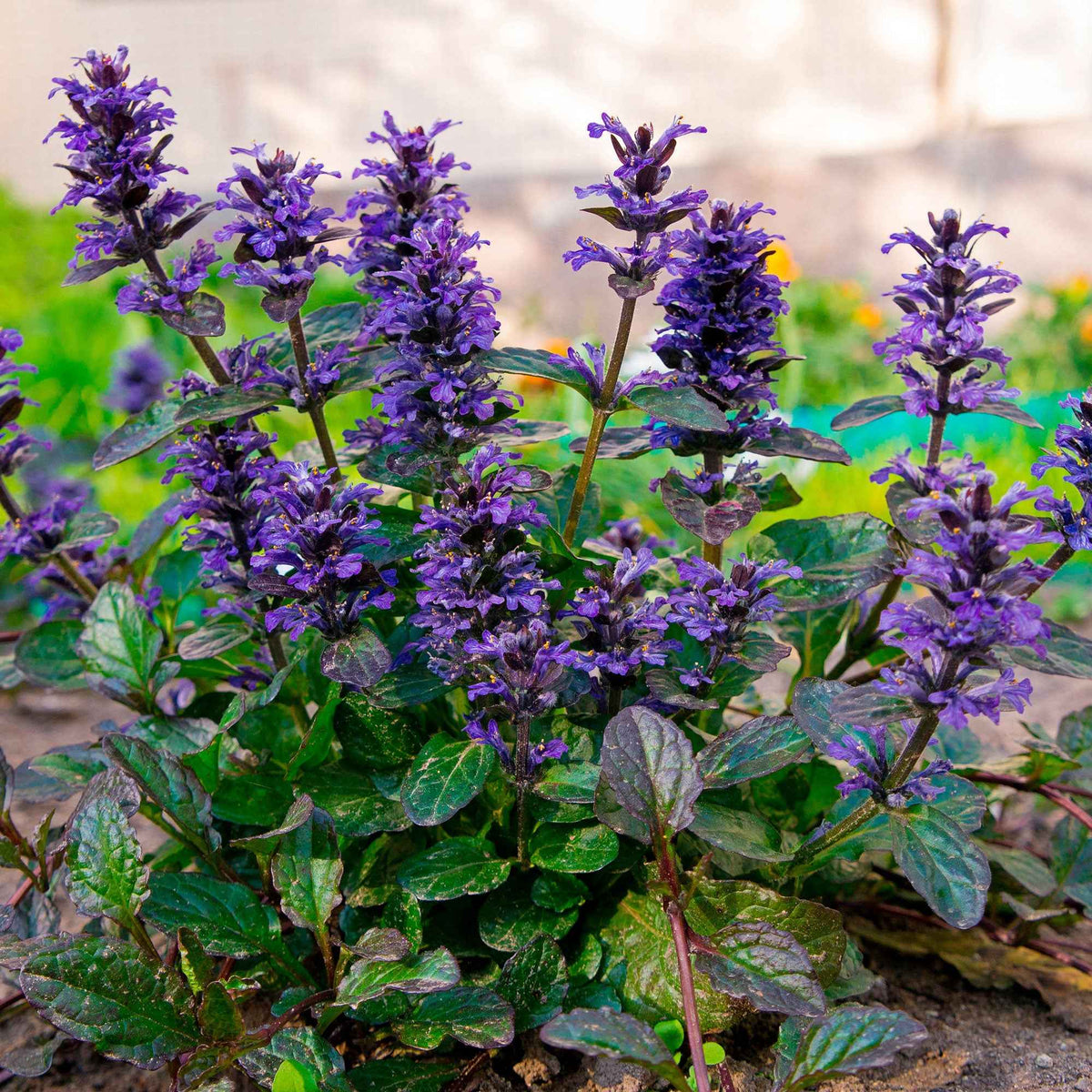Bugle rampante Atropurpurea - Bakker
