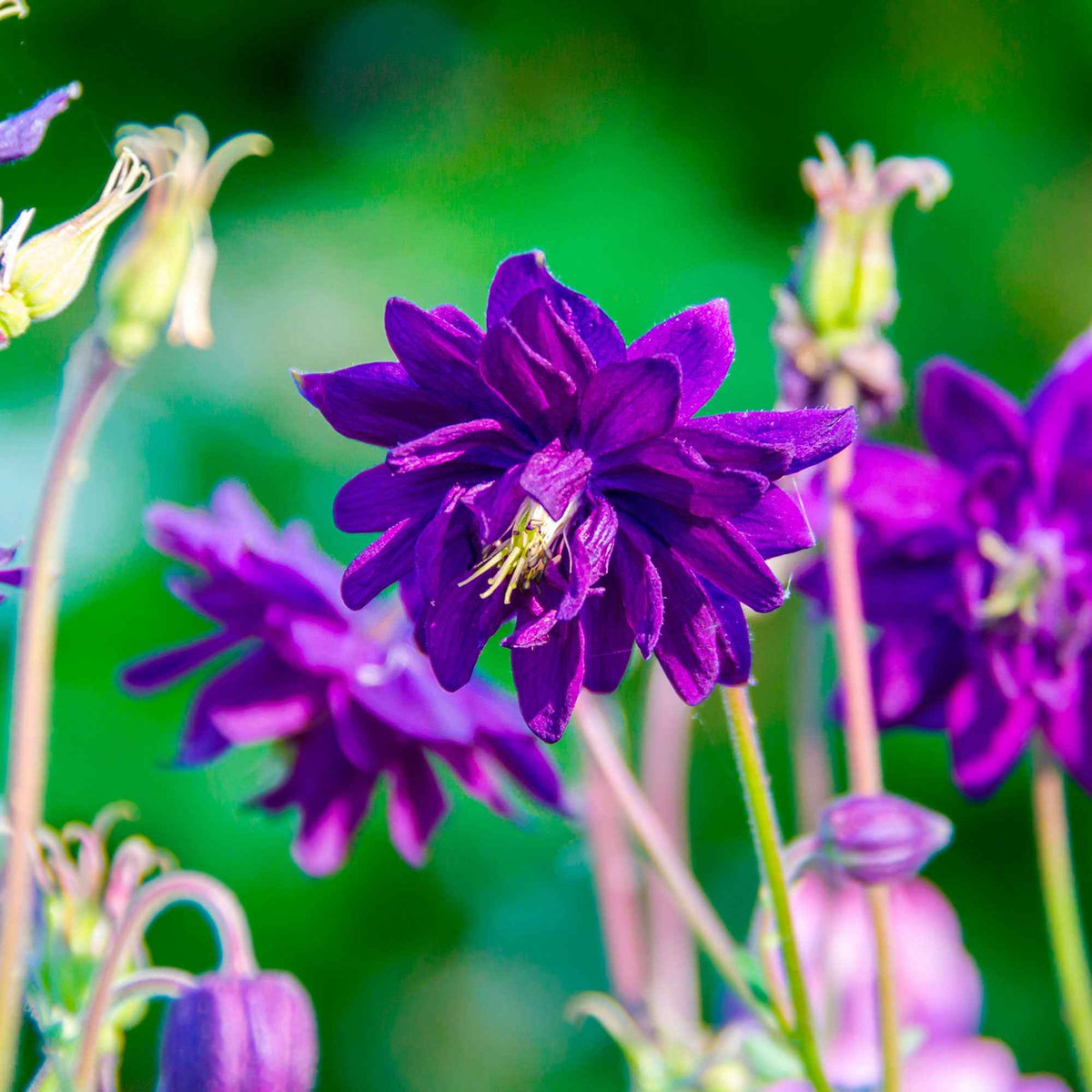 Aquilegia vulgaris Blue Barlow - Ancolie Hybride 'Blue Barlow' - Ancolie