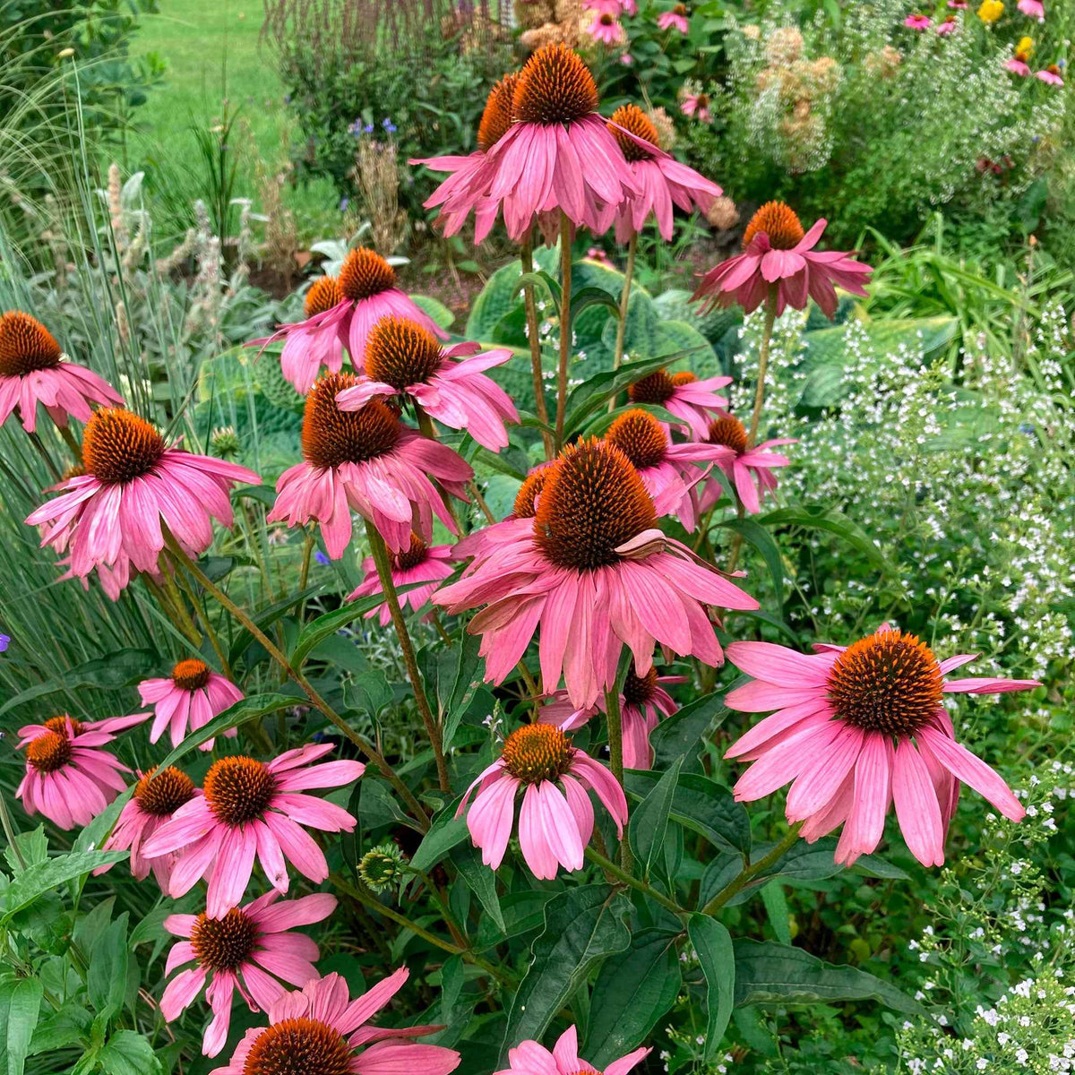 Echinacée pourpre 'Magnus Superior' - Echinacea purpurea magnus superior - Bakker