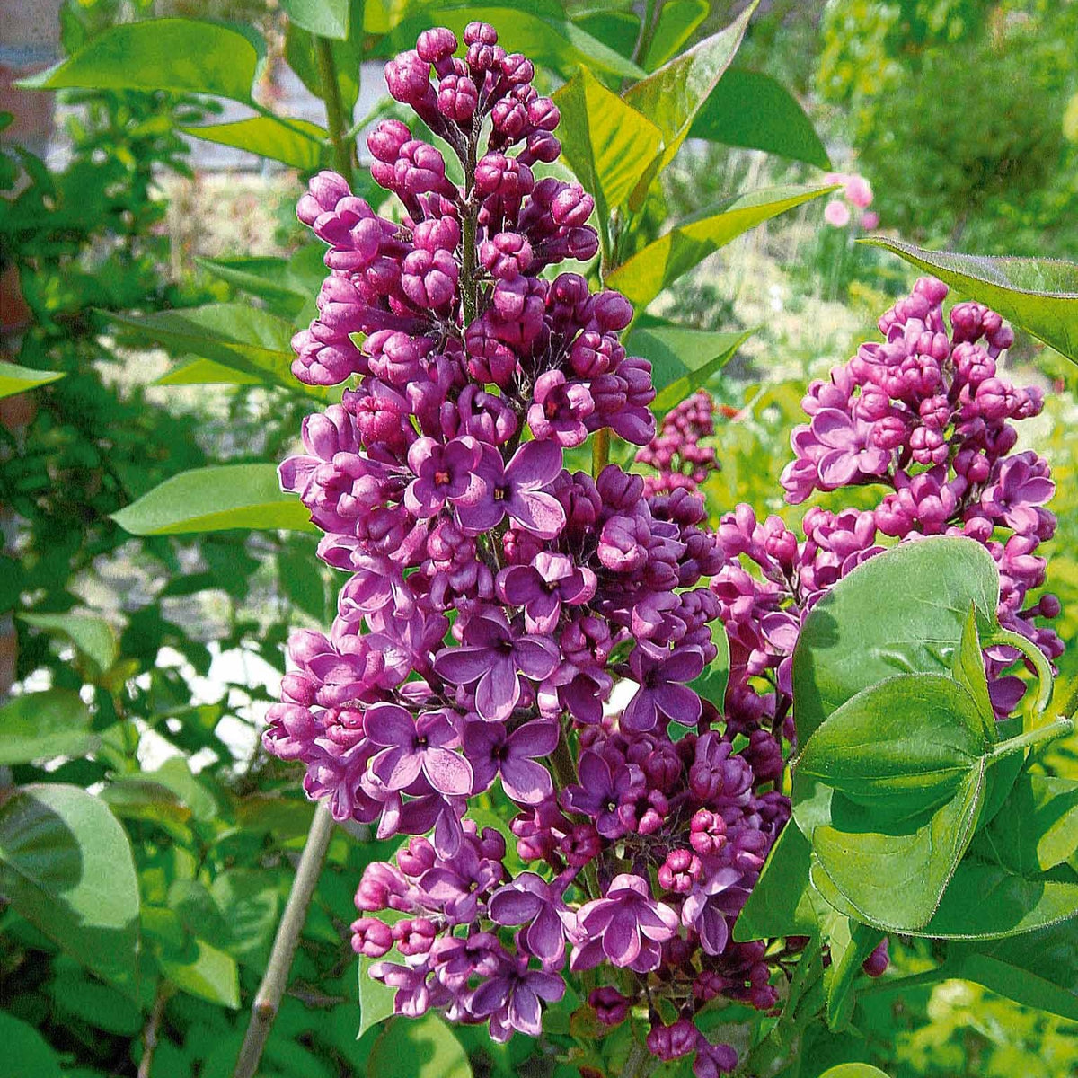 Collection de 4 Lilas doubles : bleu, rouge, lilas, blanc - Syringa vulgaris - Bakker