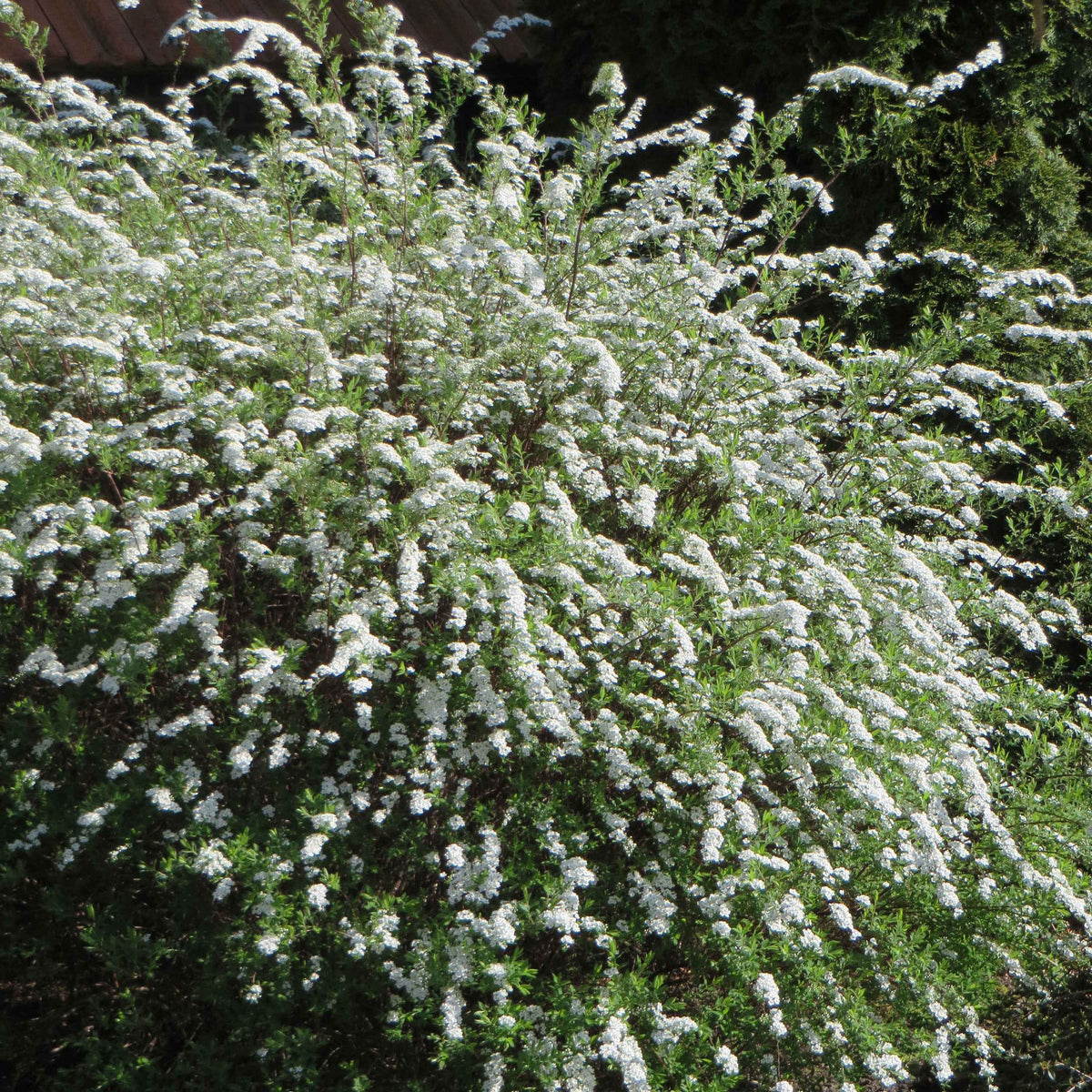 Spirée 'Grefsheim' - Bakker