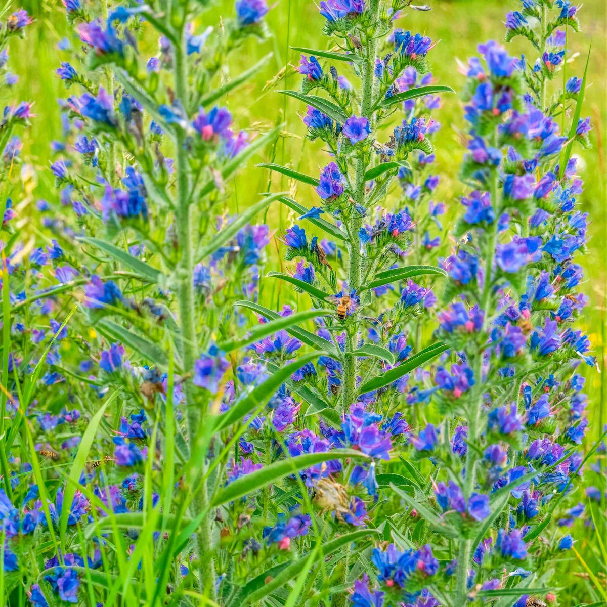 Plantes vivaces - Vipérine commune - Echium vulgare