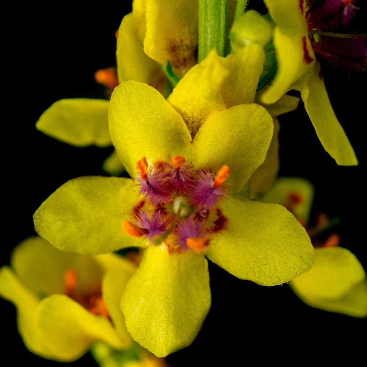 Vente Molène noire Bouillon noir - Verbascum nigrum