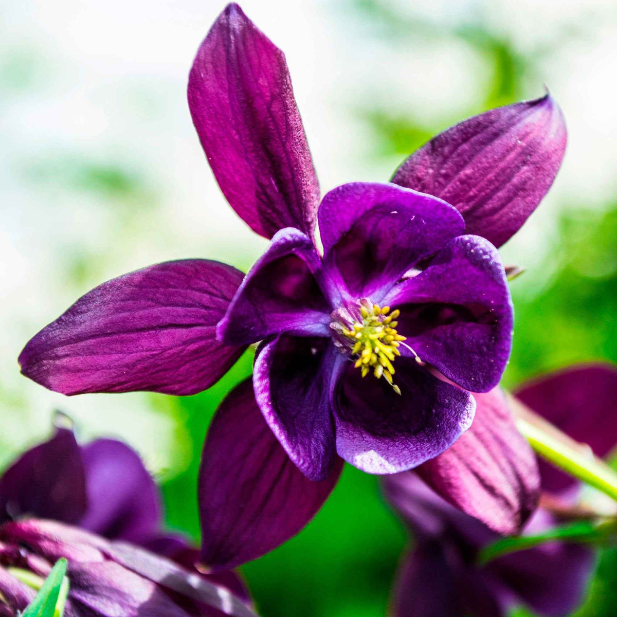 3 Ancolies des jardins Granny's Bonnets en mélange - Aquilegia vulgaris Granny's Bonnets - Bakker