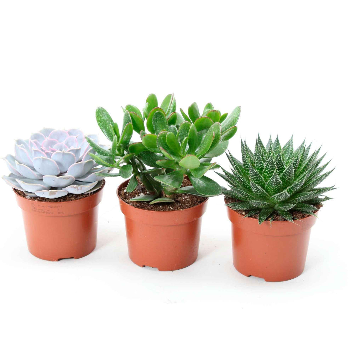 Collection de 3 succulentes - Aloé, Echeveria, Crassula - Aloe , Echeveria , Crassula - Bakker