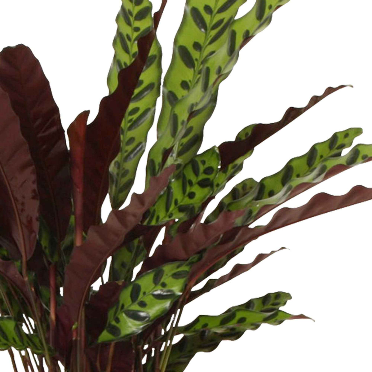Calathea - Calathea lancifolia 'Insigne' - Calathea insignis