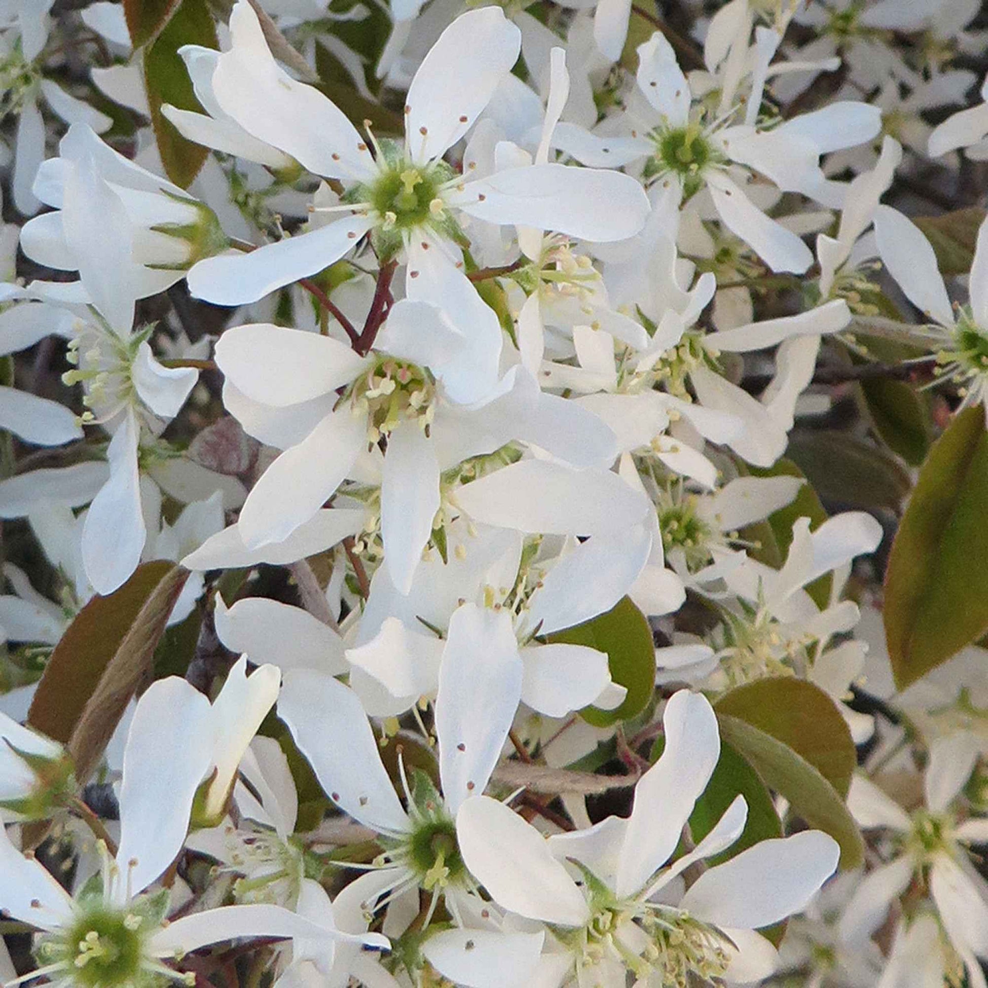 Amélanchier de Lamarck - Amelanchier lamarckii - Bakker