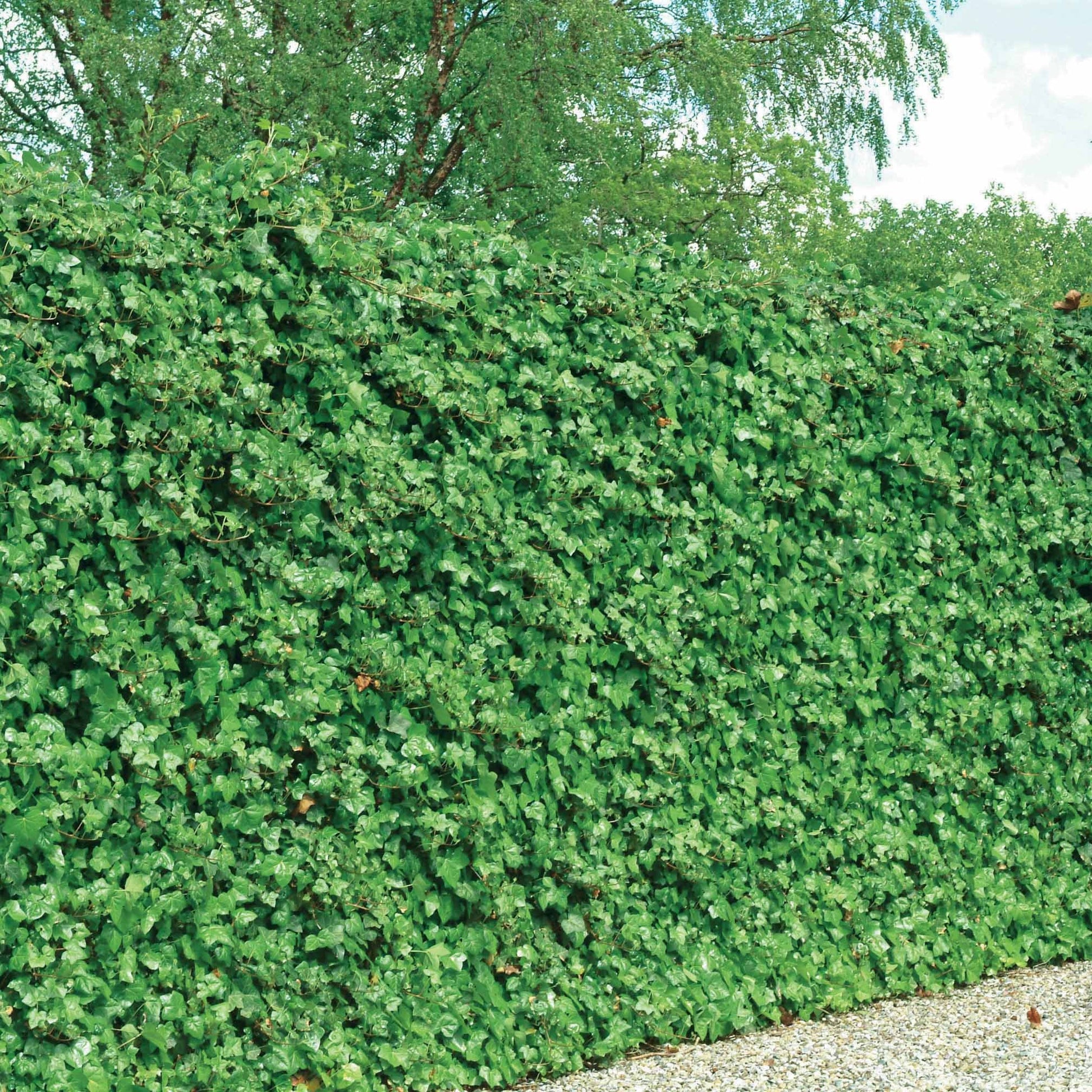 3 Lierres d'Irlande - Hedera hibernica - Bakker