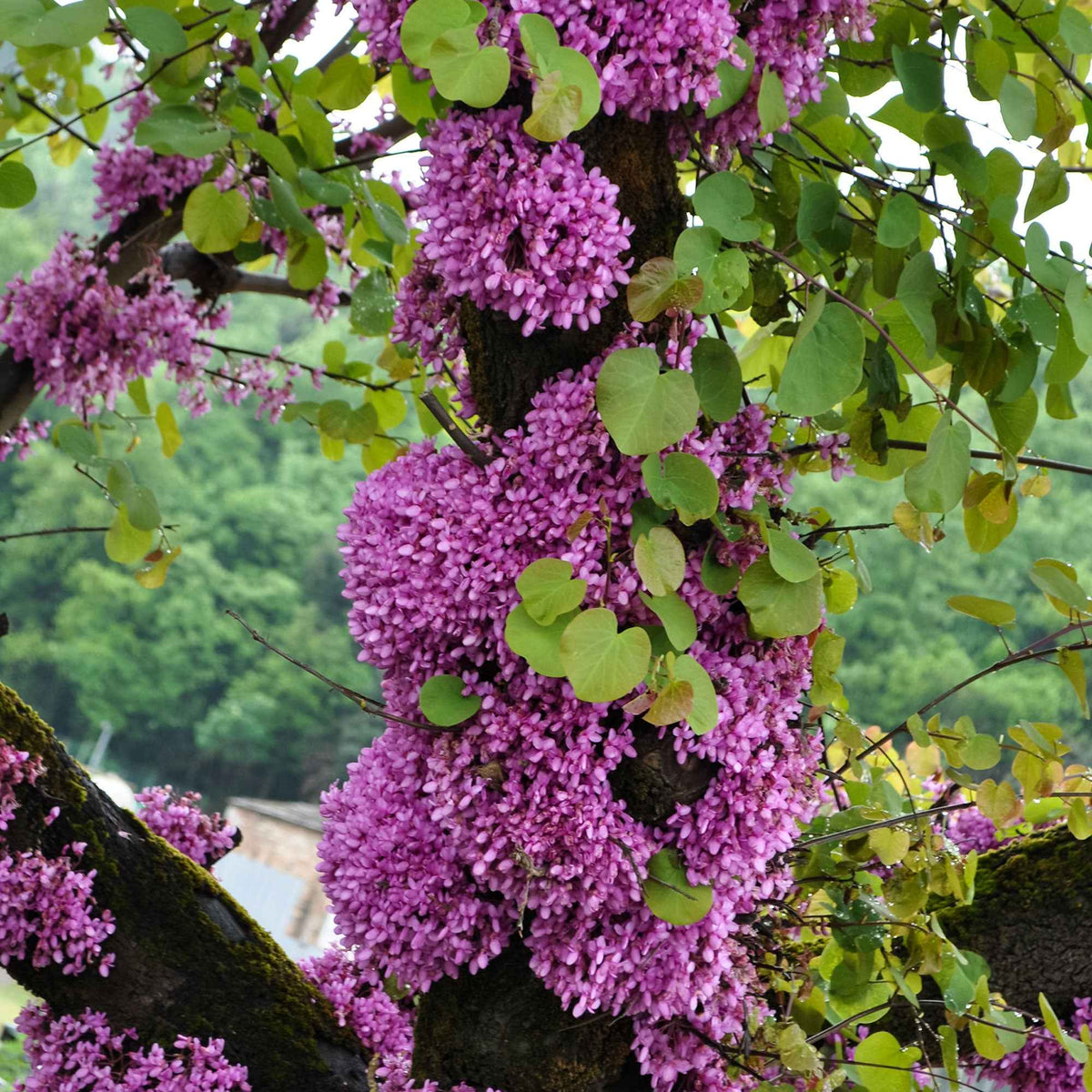 Arbre de Judée - Cercis siliquastrum - Bakker