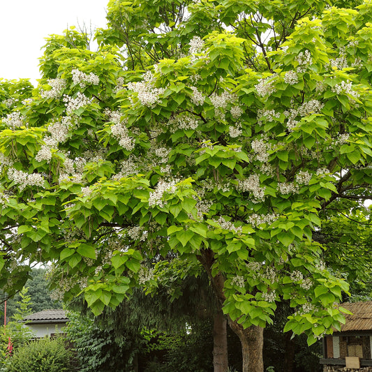 Catalpa commun - Bakker