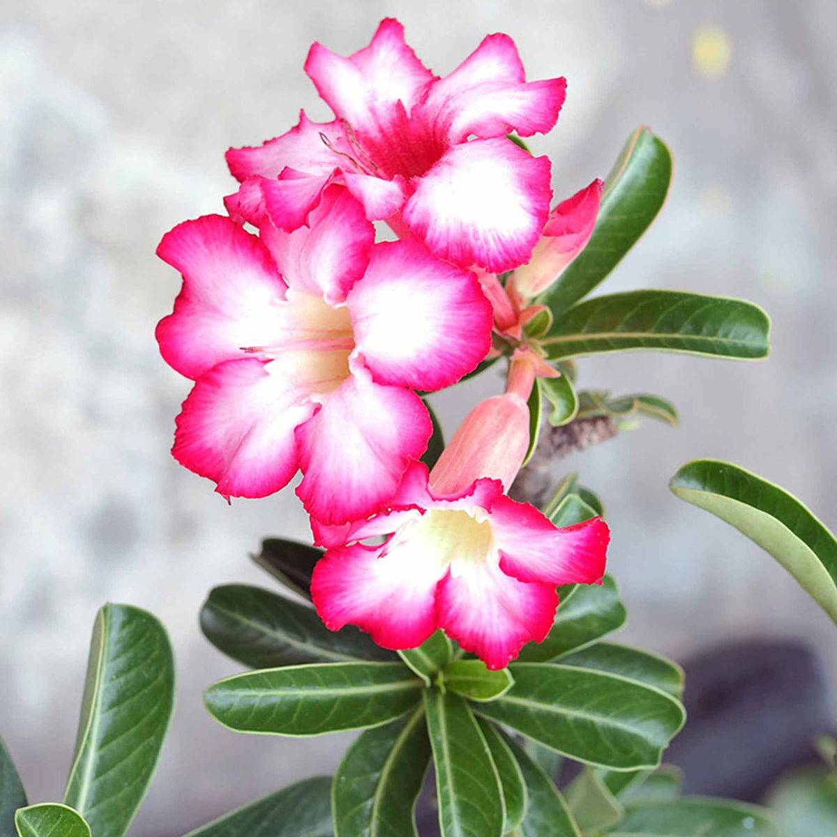 Plantes d'intérieur - Rose du désert - Adenium obesum
