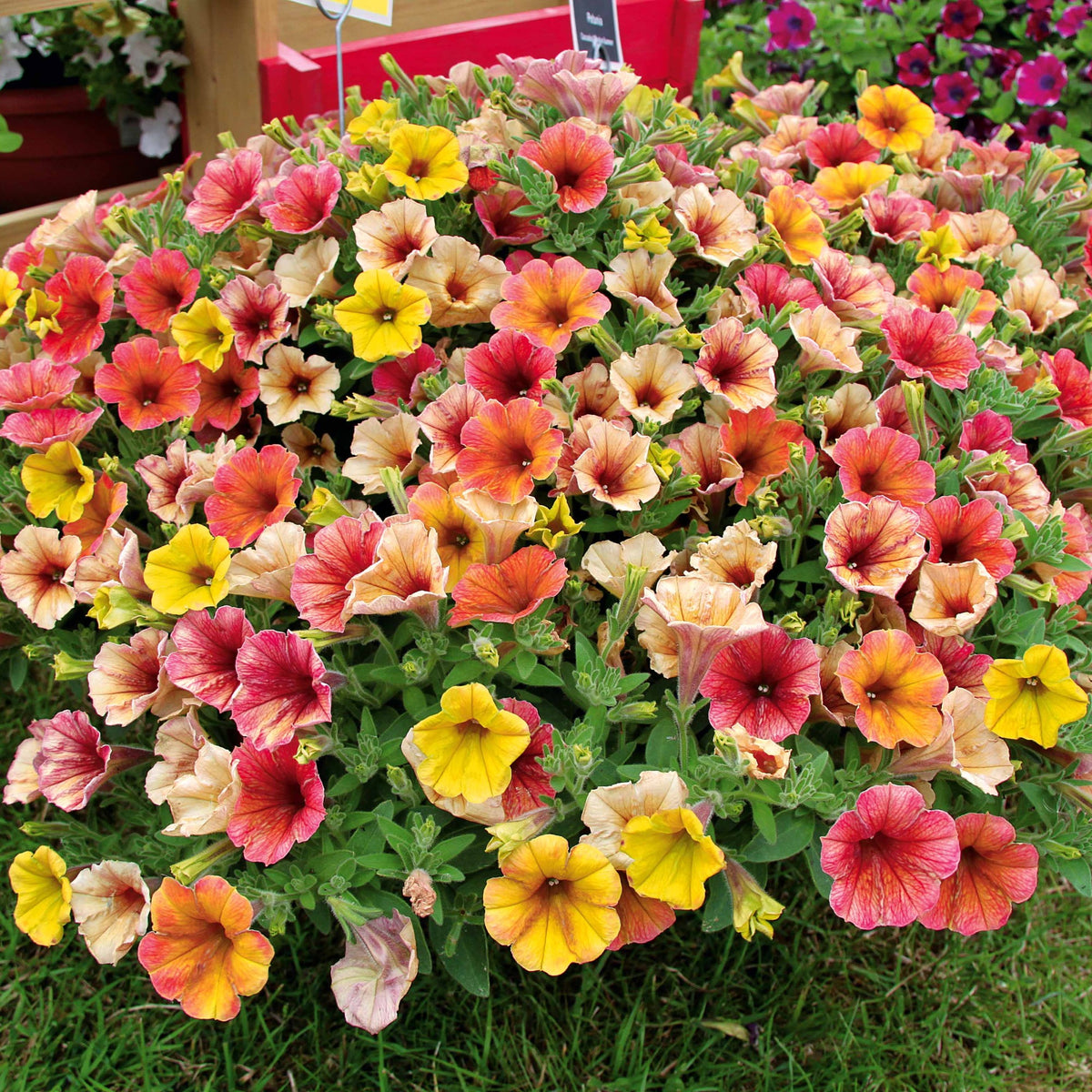 Petunia cascadias Indian Summer - 3 Pétunias retombants jaunes roses - Petunia et Calibrachoa