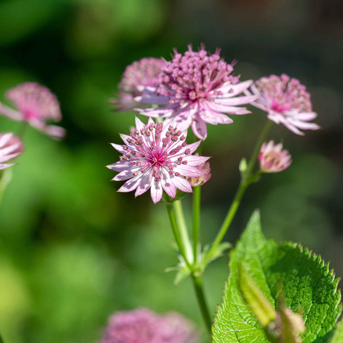 Astrantia major Roma - Astrance 'Roma' - Astrance