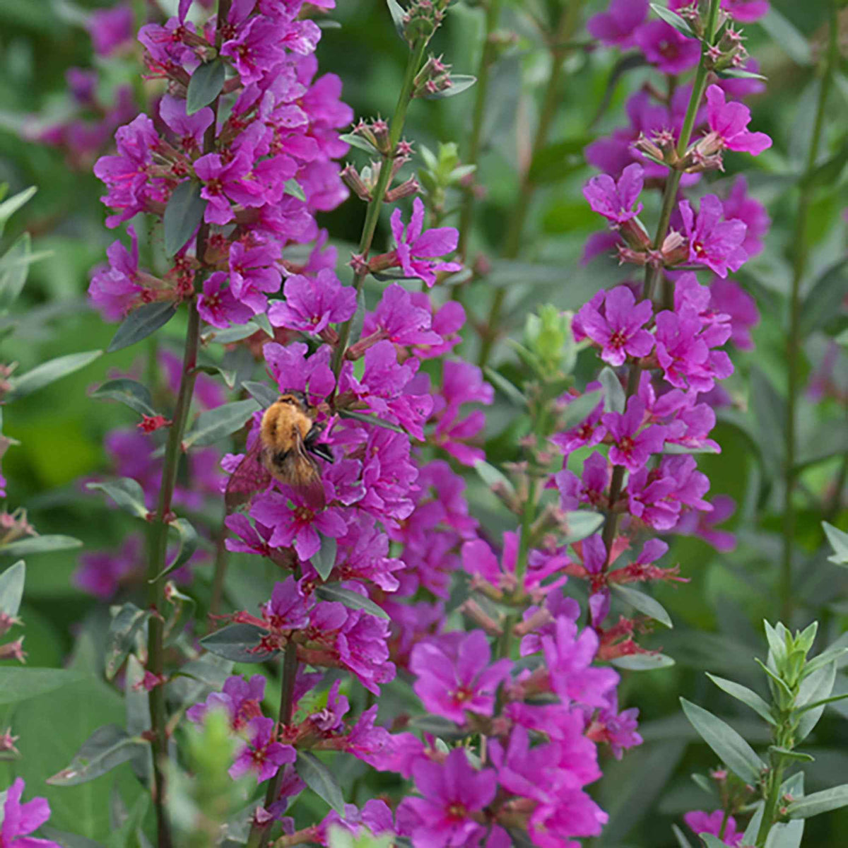 Lythrum salicaria Robert - Salicaire commune Robert - Plantes vivaces