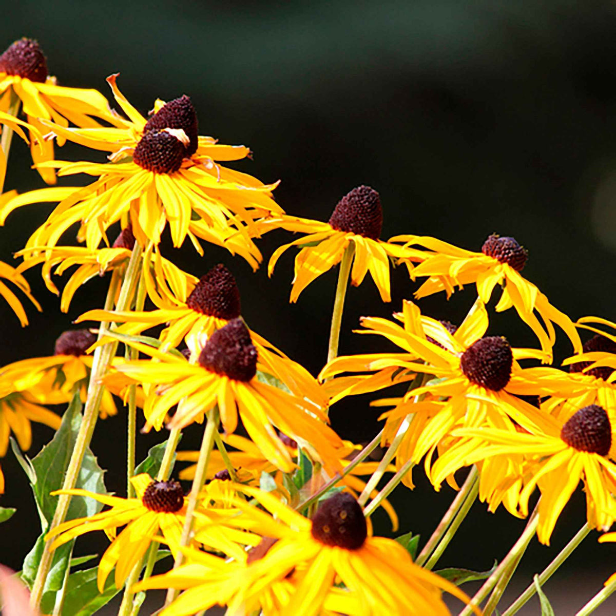 Rudbeckia fulgida Goldsturm - Rudbeckia Goldsturm - Rudbeckia