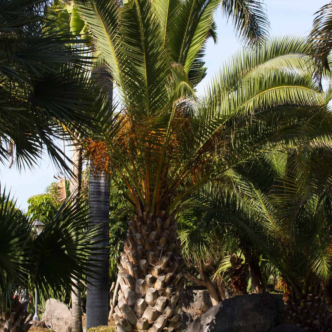Palmier des Canaries - Phoenix canariensis - Bakker
