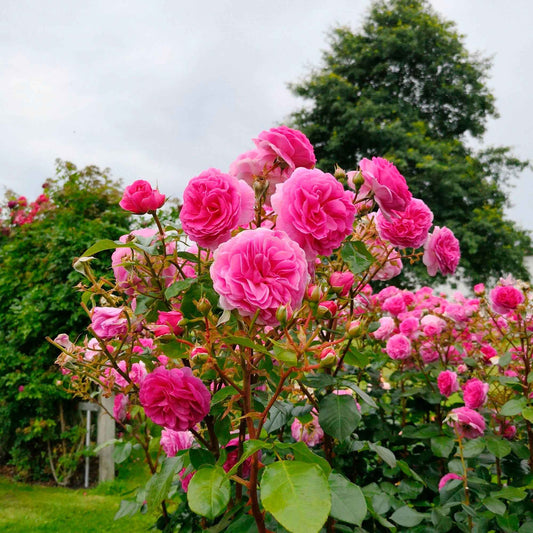 Rosier grimpant Rosa 'Ozeana'® Violet - Arbustes