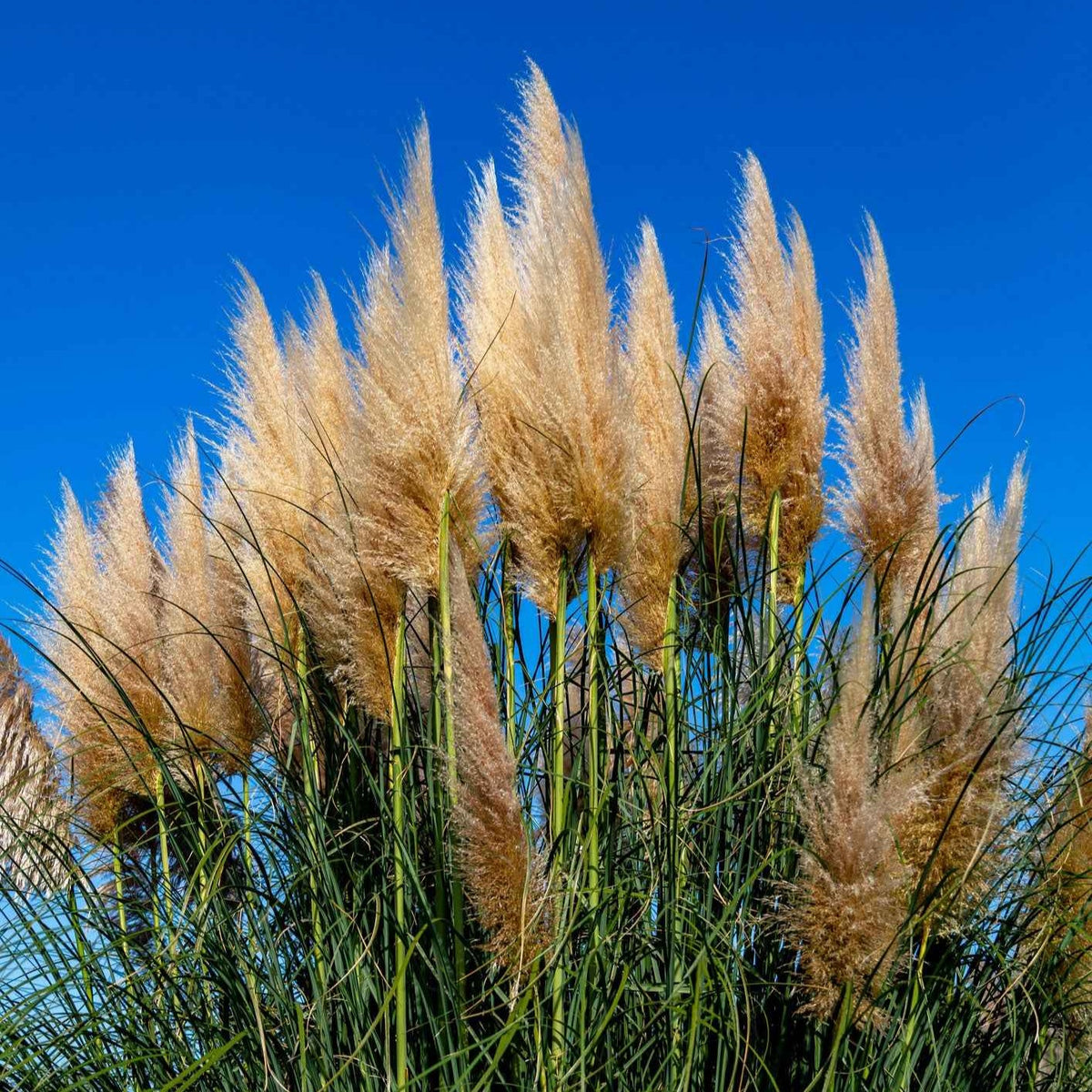 Herbe de la pampa 'Pumila' - Bakker
