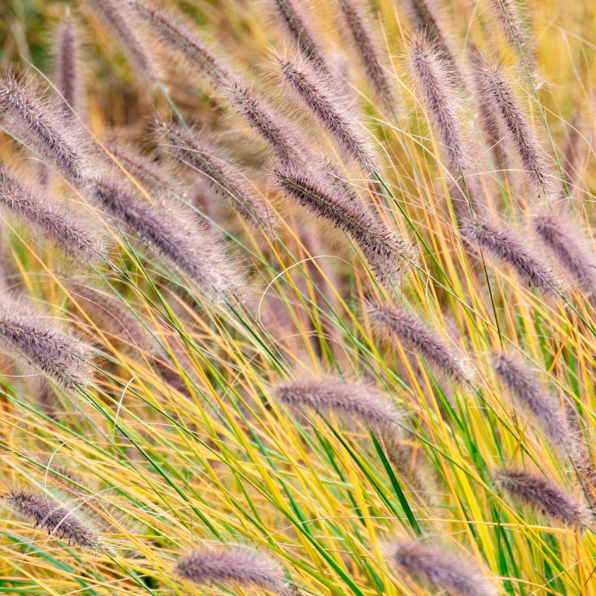 Herbe aux écouvillons 'Viridescens' - Pennisetum alopecuroides f. viridescens - Bakker