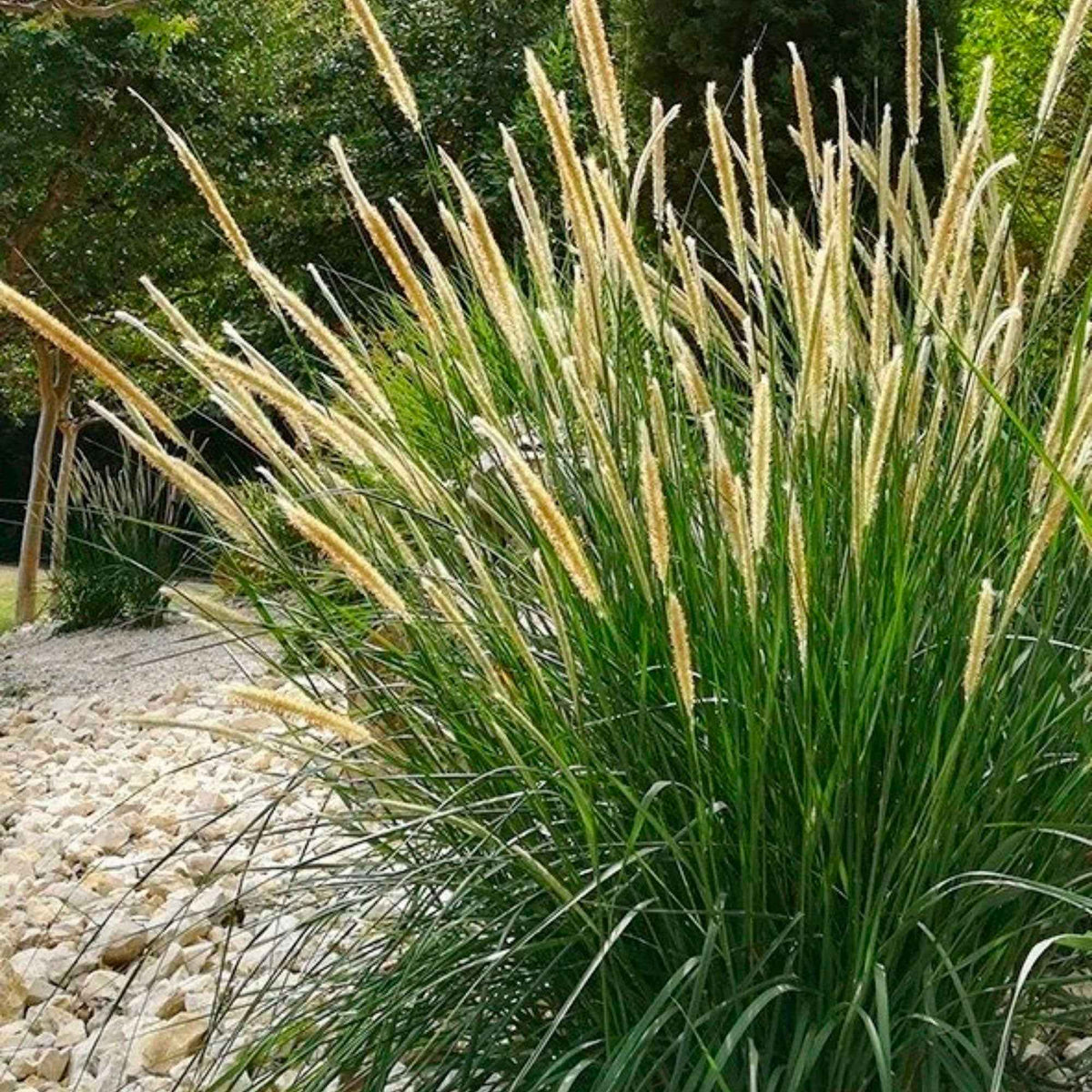 Pennisetum macrourum - Pennisetum macrourum - Bakker