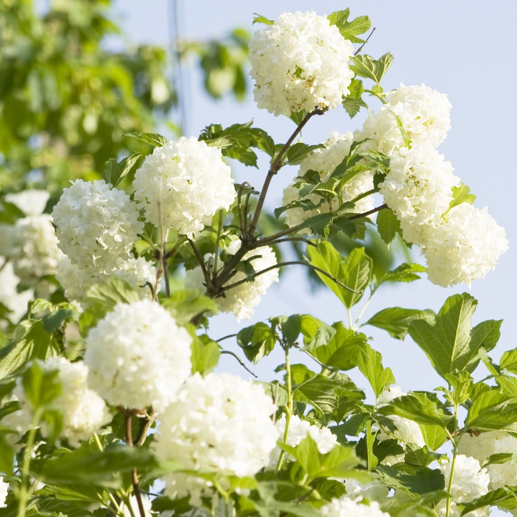 Viburnum opulus Roseum - Viorne Boule de Neige - Viornes