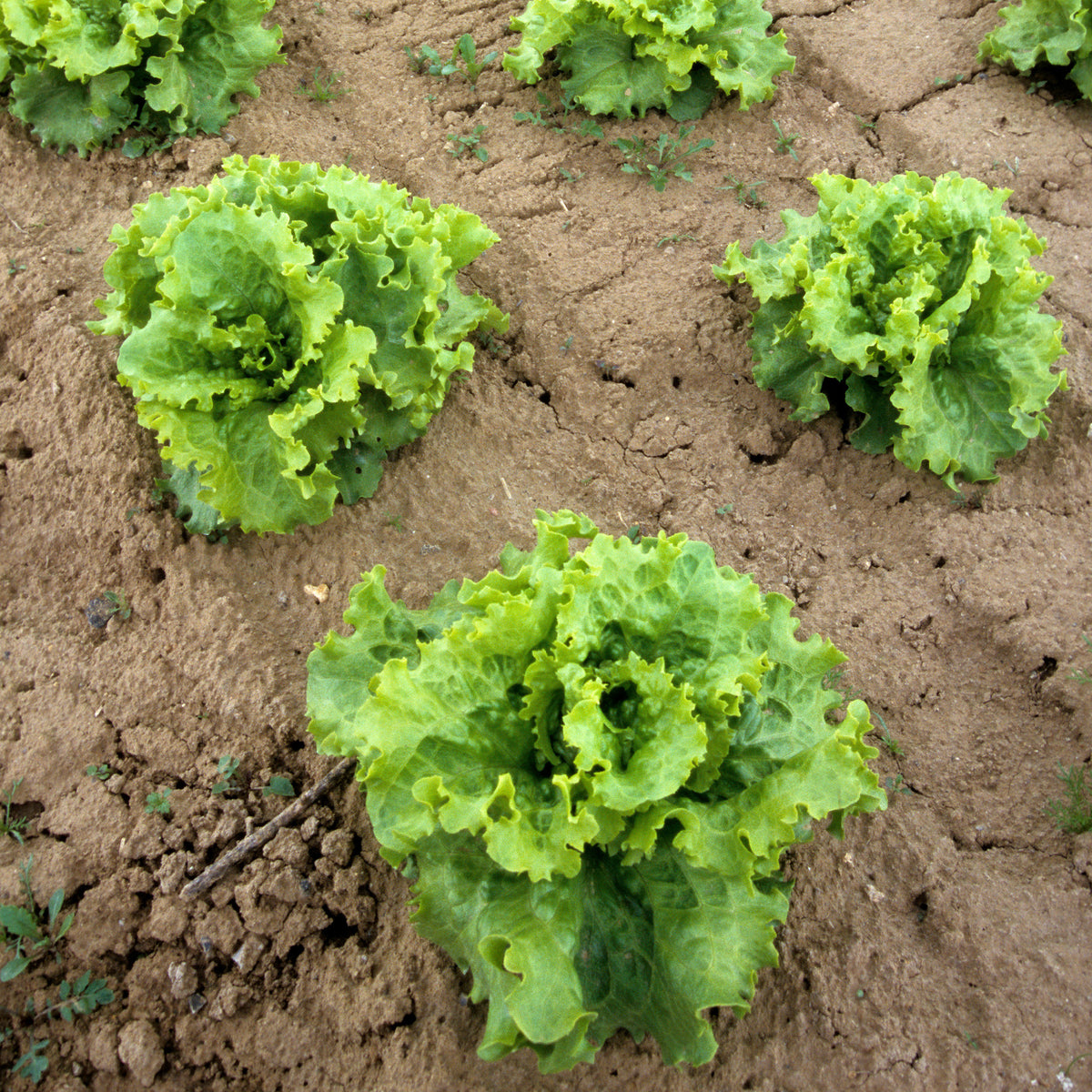 Laitue batavia Blonde de Paris - Lactuca sativa capitata blonde de paris - Bakker