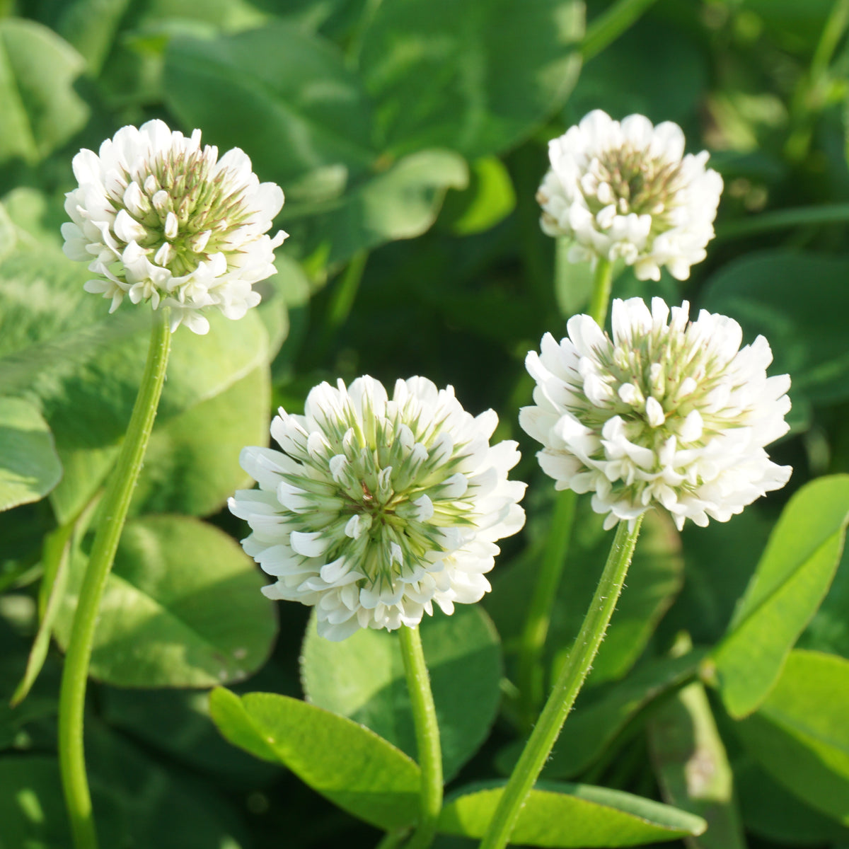 Trèfle blanc nain - Trifolium repens - Bakker