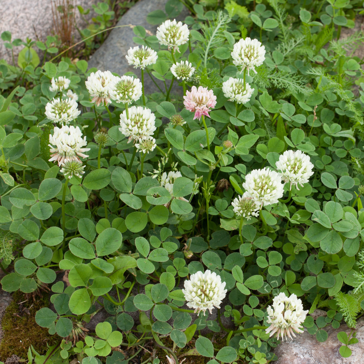 Trifolium repens - Trèfle blanc nain - Graines de fleurs