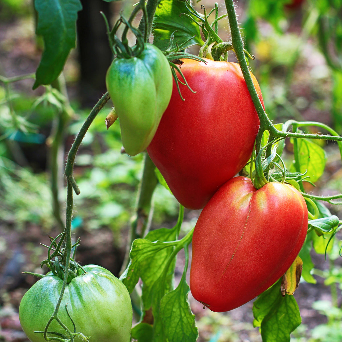 Tomate charnue 'Coeur de Boeuf' - Solanum lycopersicum coeur de boeuf - Bakker